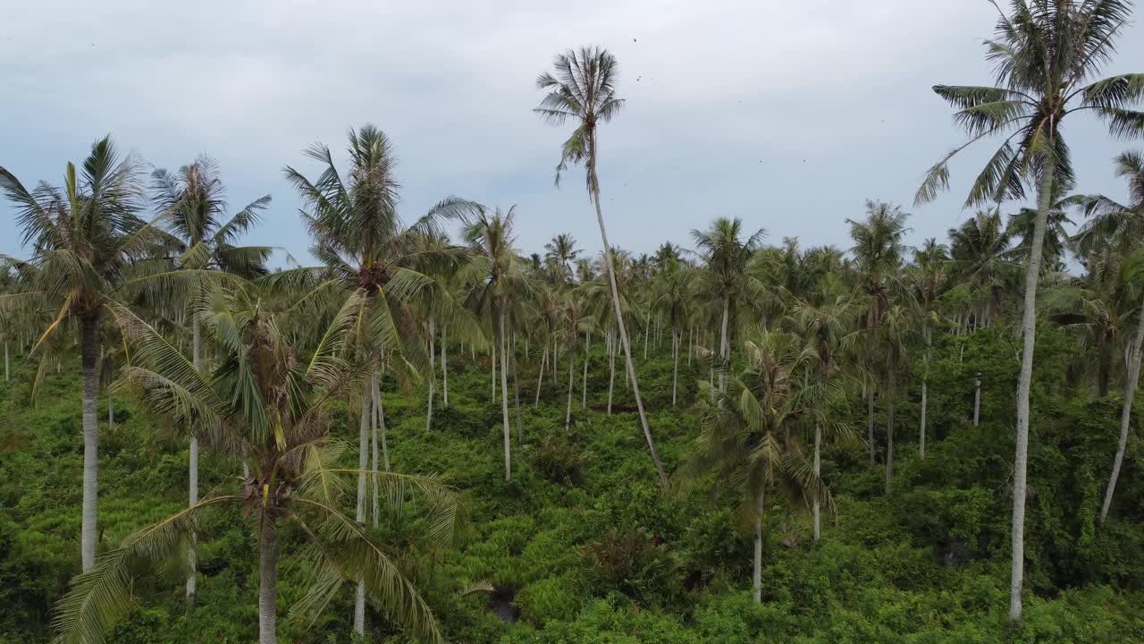 在椰子树种植园上空飞行视频素材