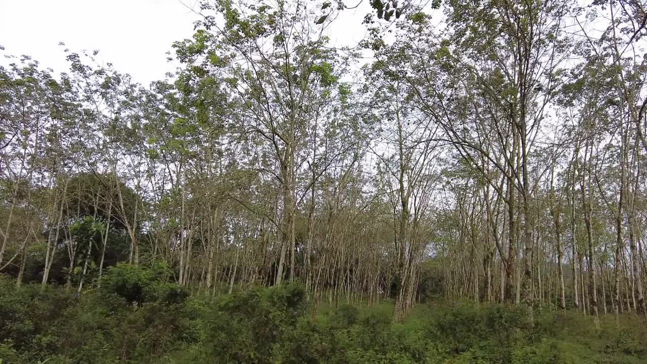 滑动视图橡胶树种植园视频素材