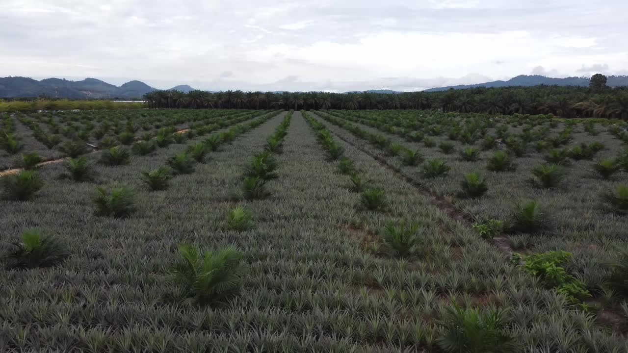 空中飞过的油棕小树一起生长视频素材