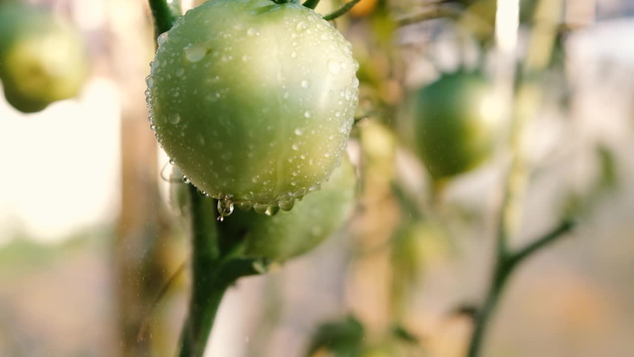 番茄果实在温室与水滴。在花园的树枝上喷洒未成熟的西红柿视频素材