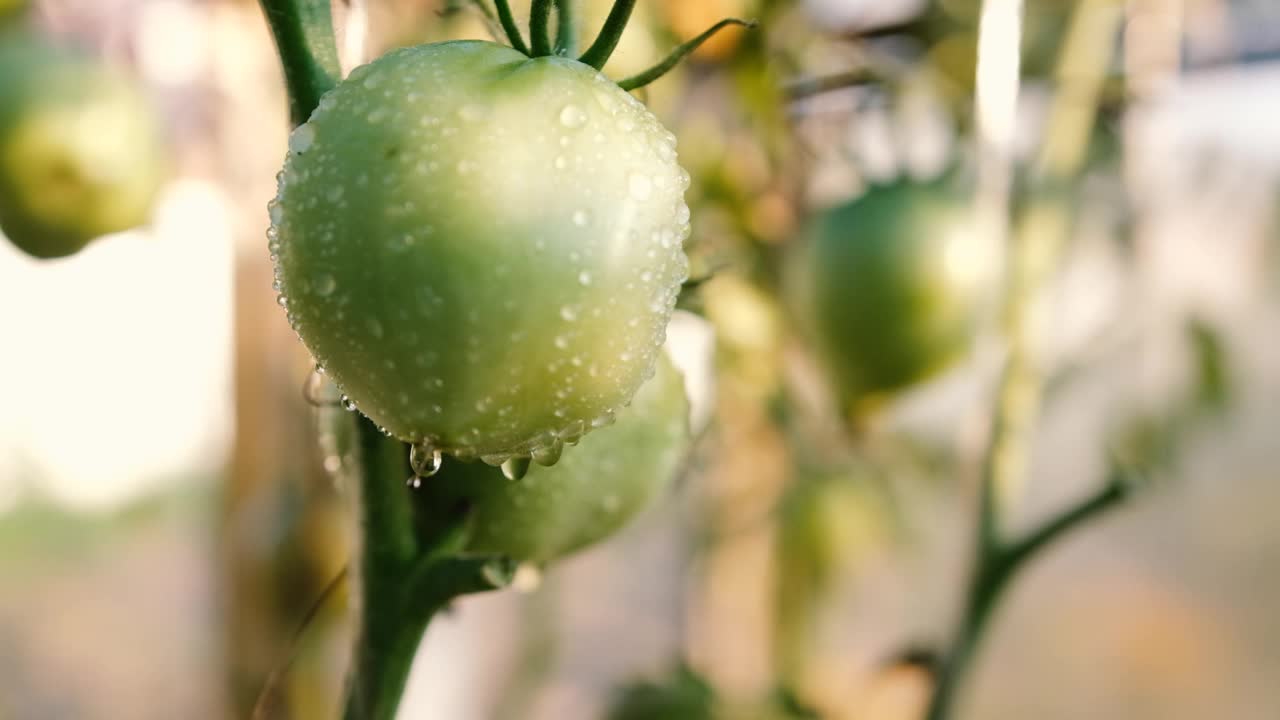 番茄果实在温室与水滴。花园里树枝上未成熟的西红柿视频素材