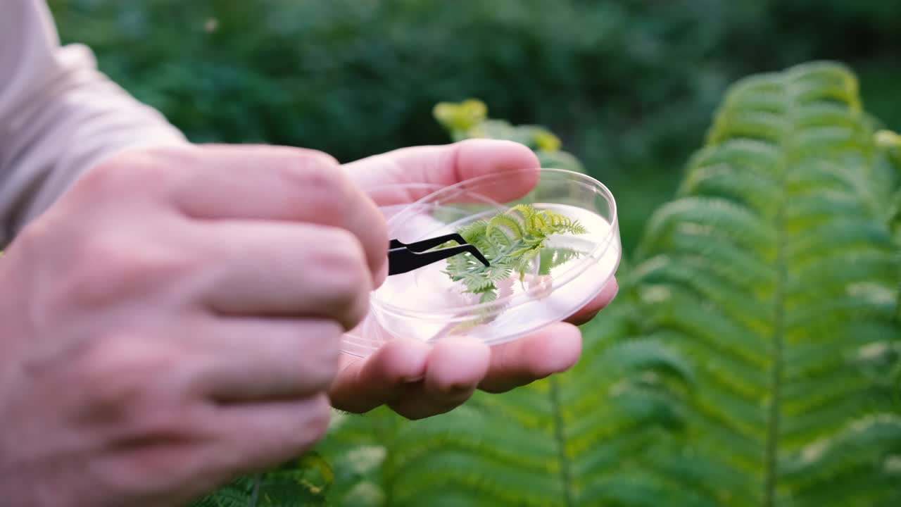 一位男性生物学家在森林里检查植物的特写镜头。科学家分析树叶，研究植物群视频素材