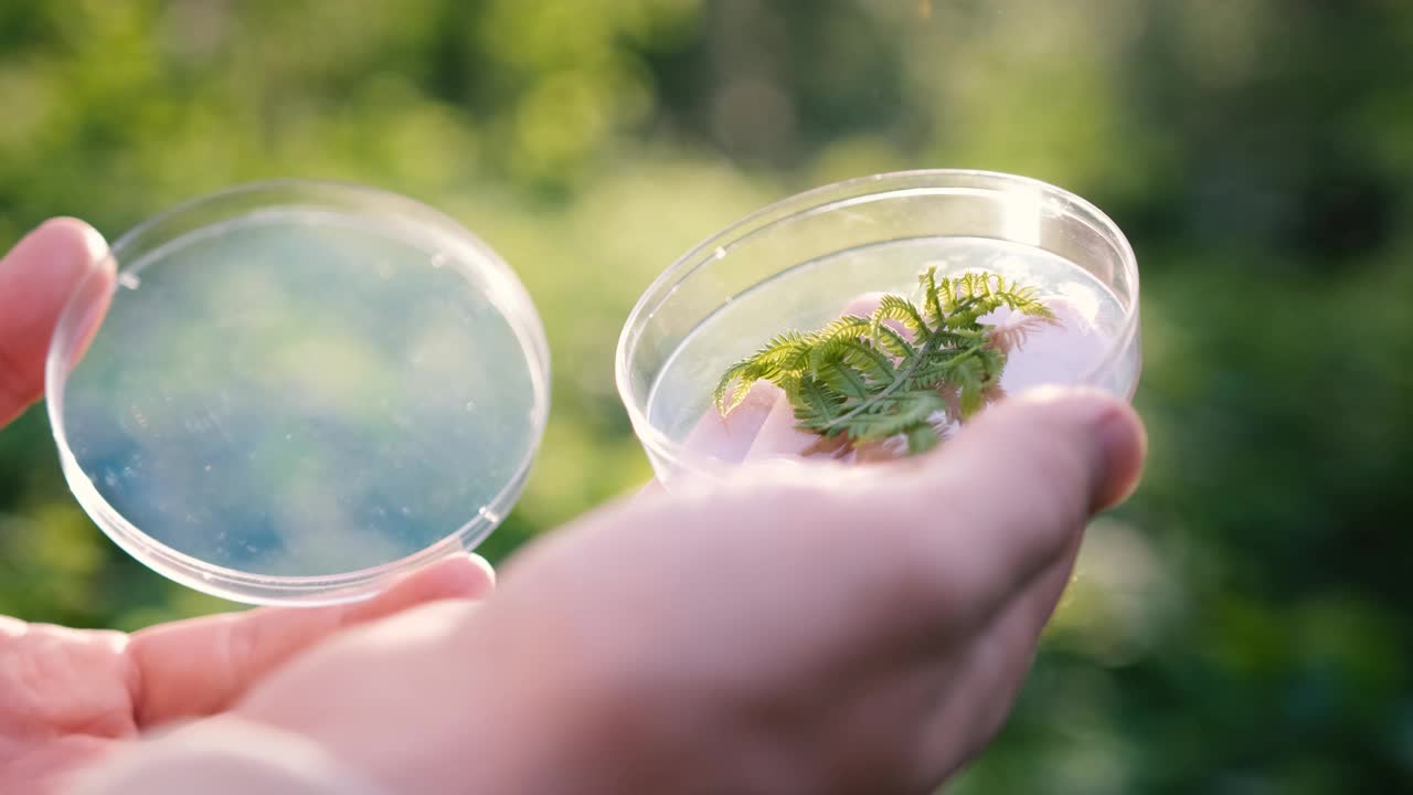 一位男性生物学家在森林里检查植物的特写镜头。生态学家分析叶子视频素材