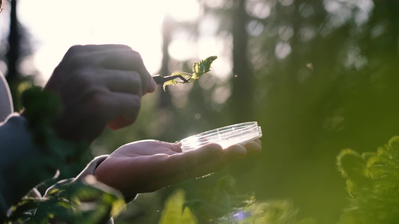 一位雄性生物学家正在检查森林里的一种植物。中年科学家分析树叶视频素材