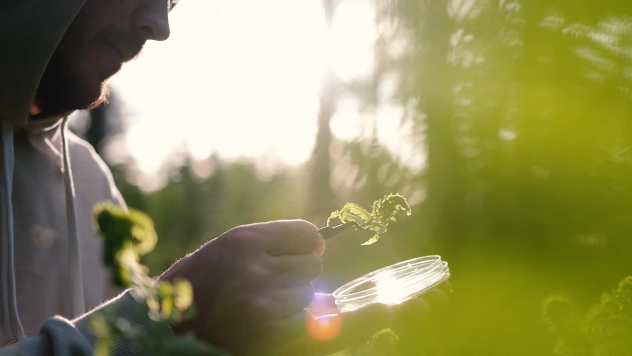 一位雄性生物学家正在检查森林里的一种植物。中年科学家分析树叶视频素材