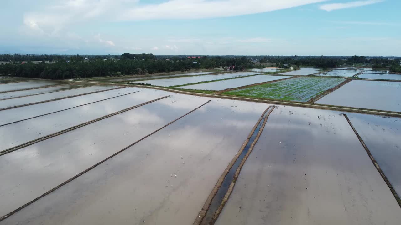鸟瞰稻田水季视频素材