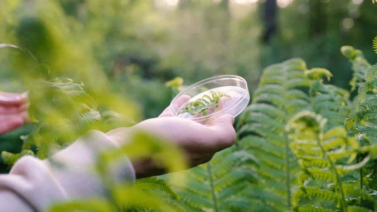 一位男性生物学家在森林里检查植物的特写镜头。科学家分析树叶，研究植物群视频素材