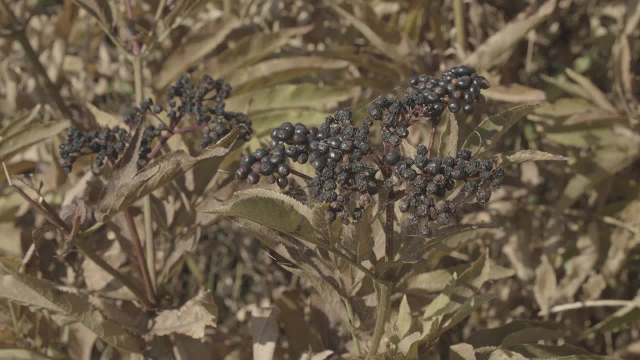 植物的daneweed sambuus ebulus拍摄在中性高动态范围剖面4K镜头视频素材