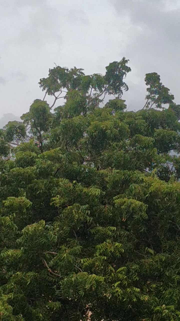 绿色植物和美丽的自然景色视频素材