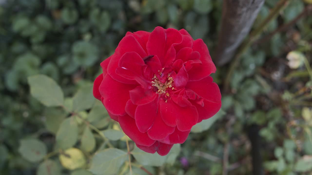 在后院的红玫瑰花瓣上方，特写4K慢动作视频视频素材