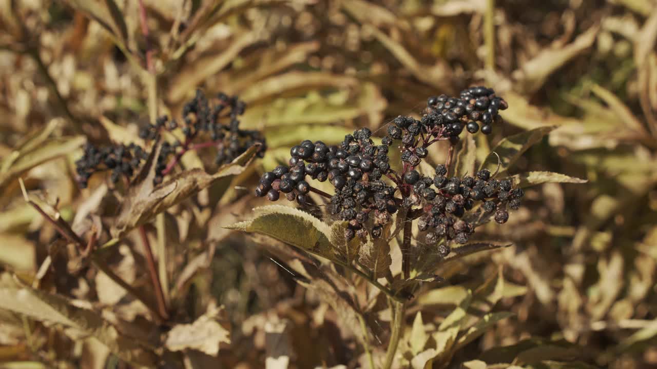 Dane weed sambuus ebulus on the wind近距离4K镜头视频素材