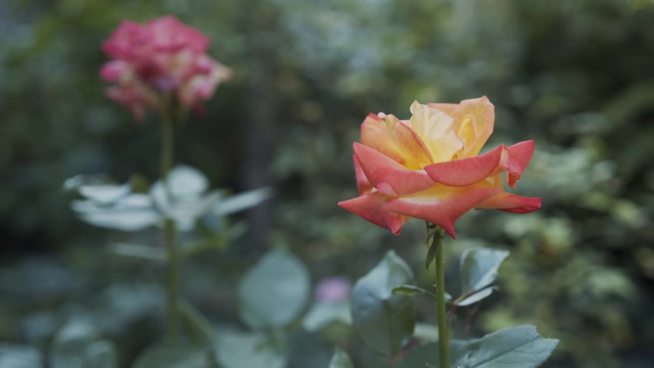 浅景深的玫瑰花瓣在橙色的4K视频视频下载