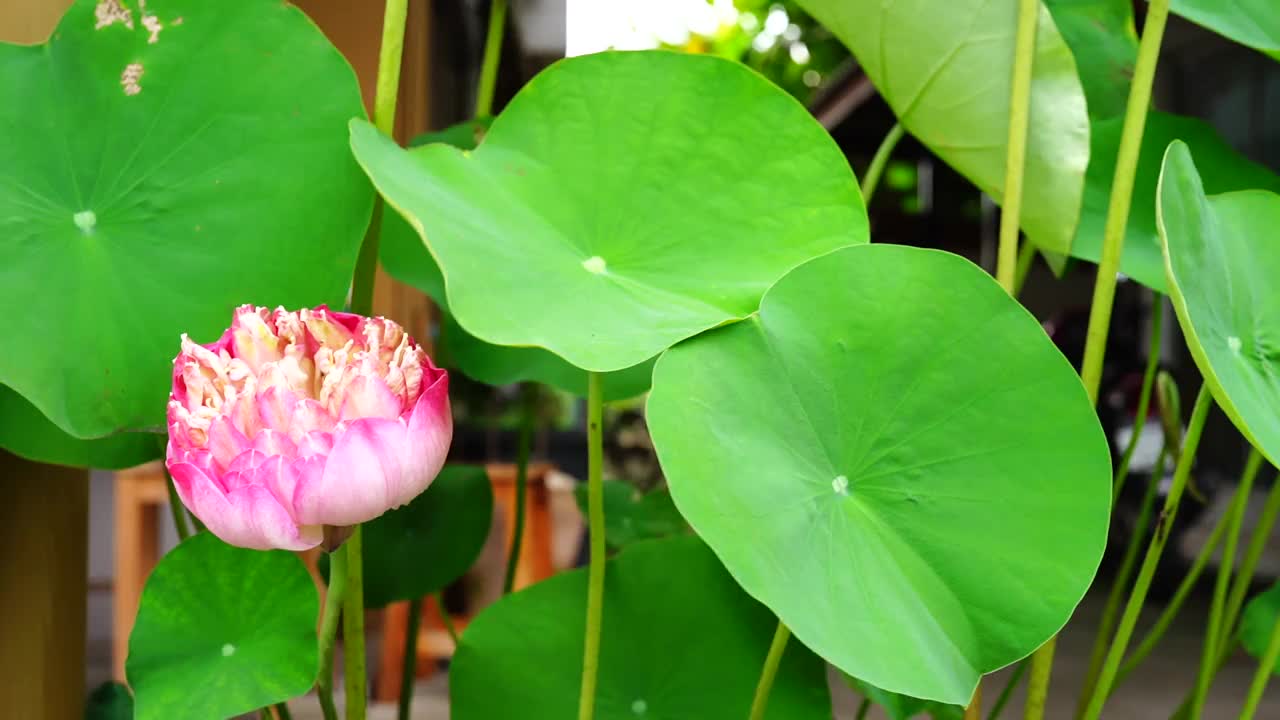 荷花迎风摇曳视频素材