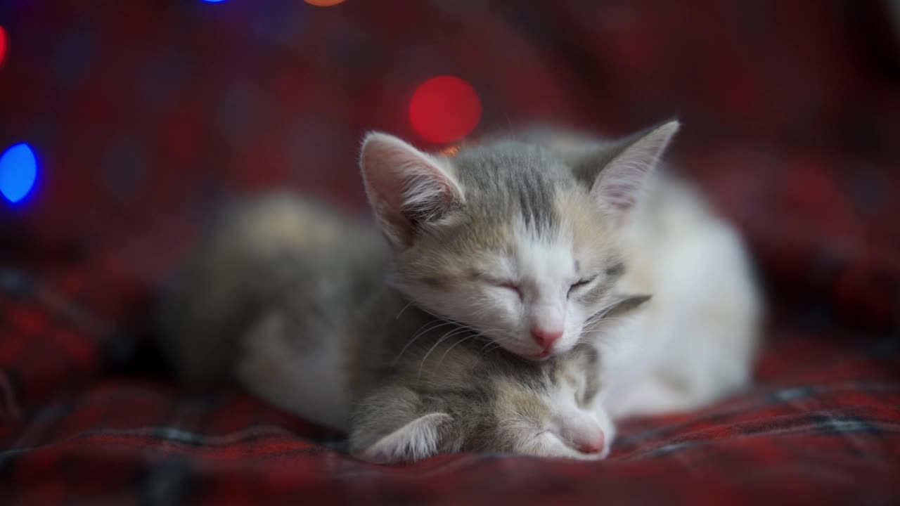 在闪烁的新年彩灯的映衬下，小猫们睡在红格子毯子上。圣诞节和可爱的宠物。假期。视频素材