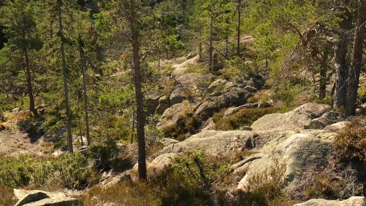 在秋天的阳光下，从Slåttdalsberget在高海岸上看视频素材