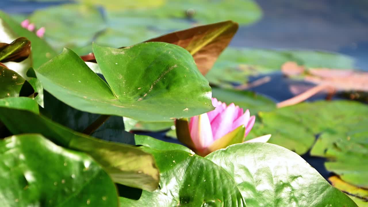 绿油油的睡莲叶子随风摆动，隐藏着粉红色的盛开的荷花。视频素材