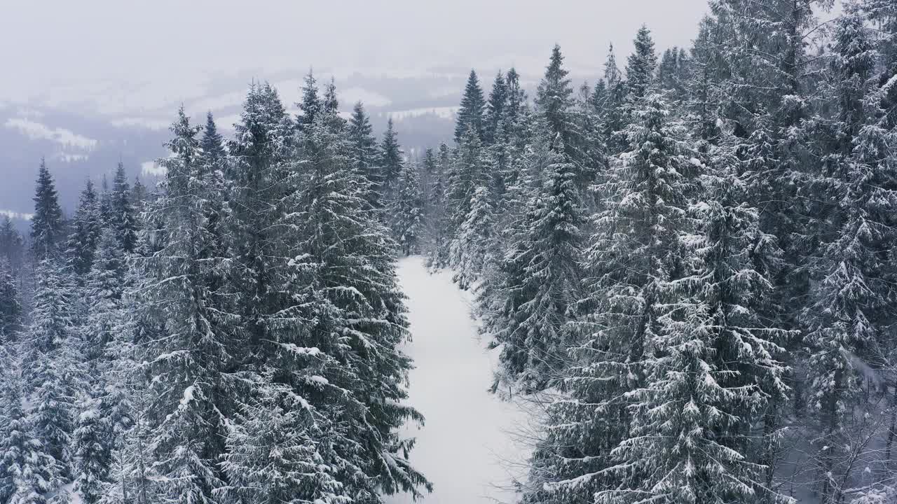 茂密的云杉森林覆盖着喀尔巴阡山脉的雪山和勇敢的滑雪者视频素材