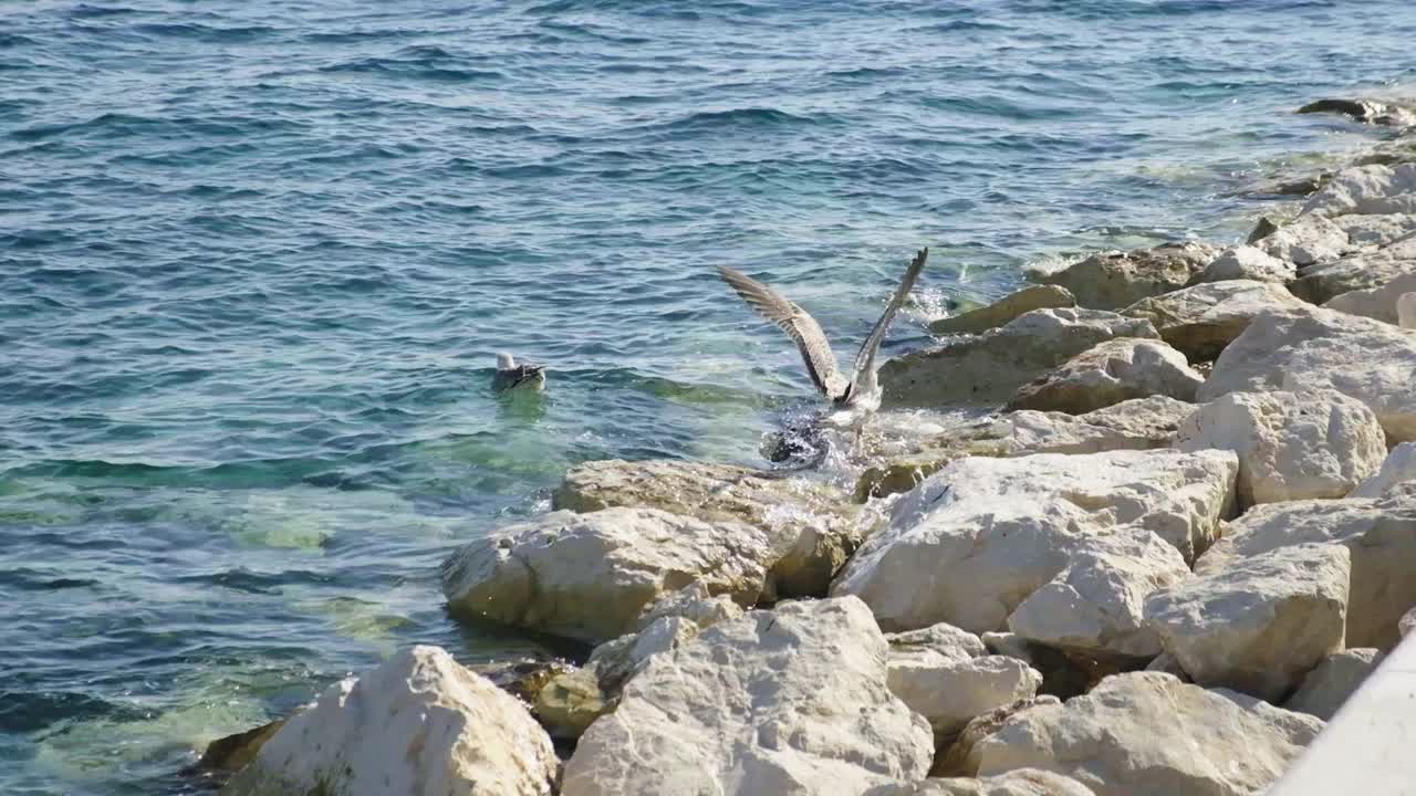 海鸥和海洋视频素材