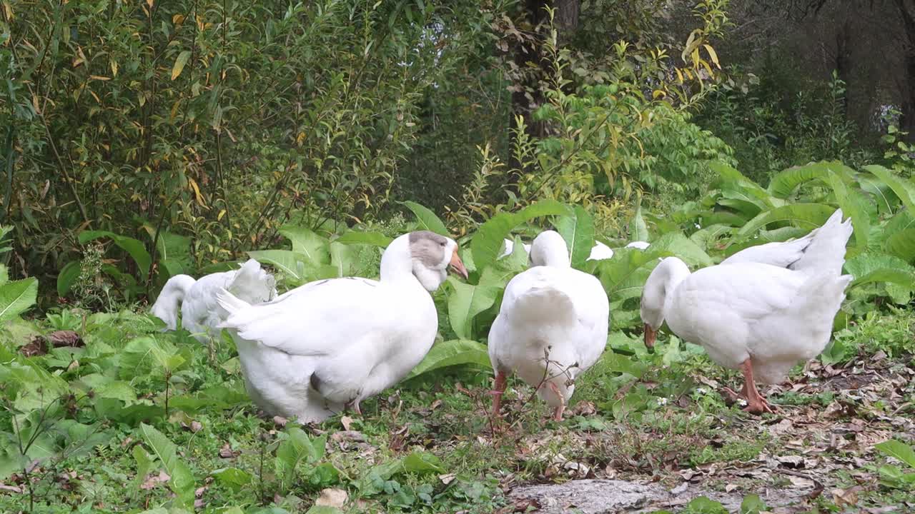 一群白鹅在草地上吃草，草地上长着漂亮的绿叶，家禽在露天吃草。视频素材