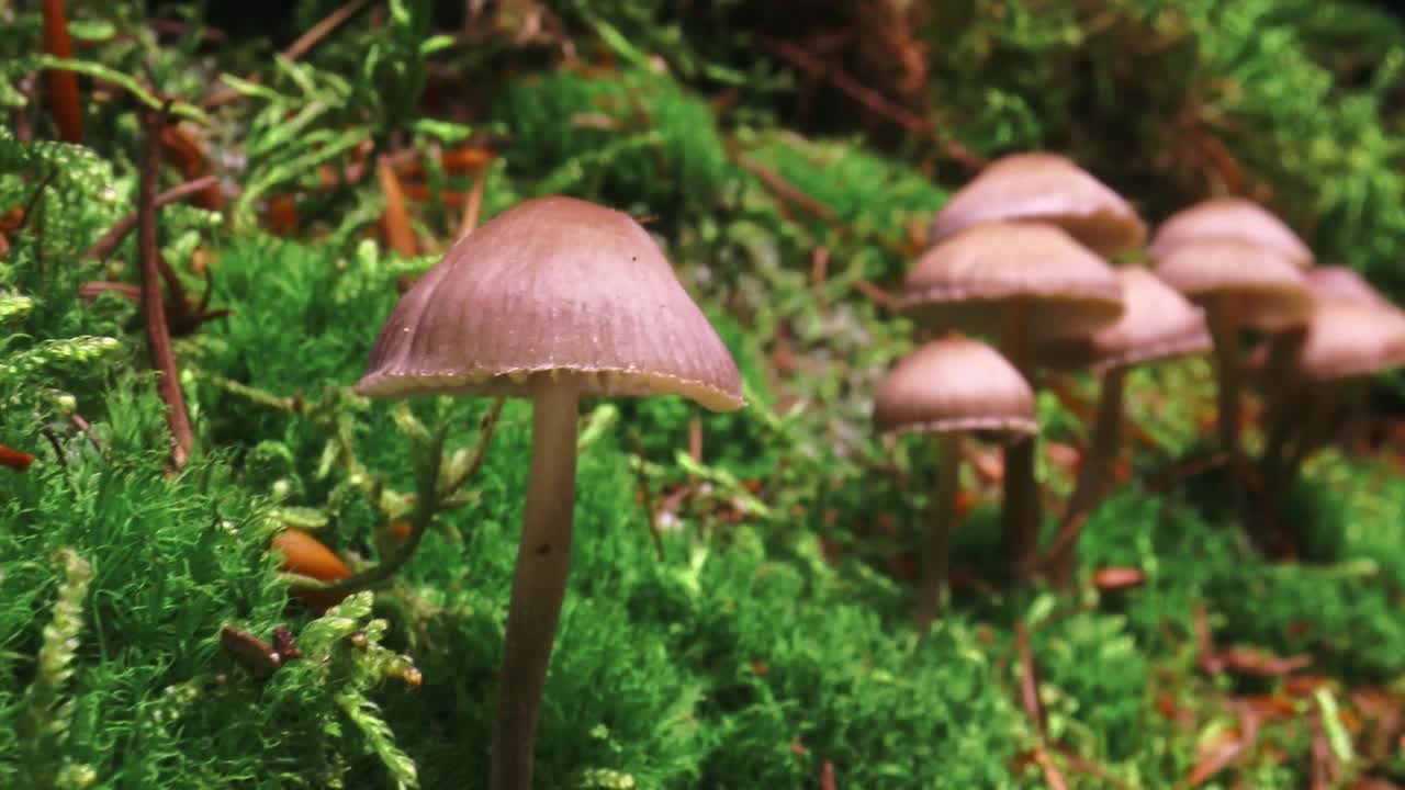 森林苔藓上的野蘑菇。野生动物在波兰。视频素材