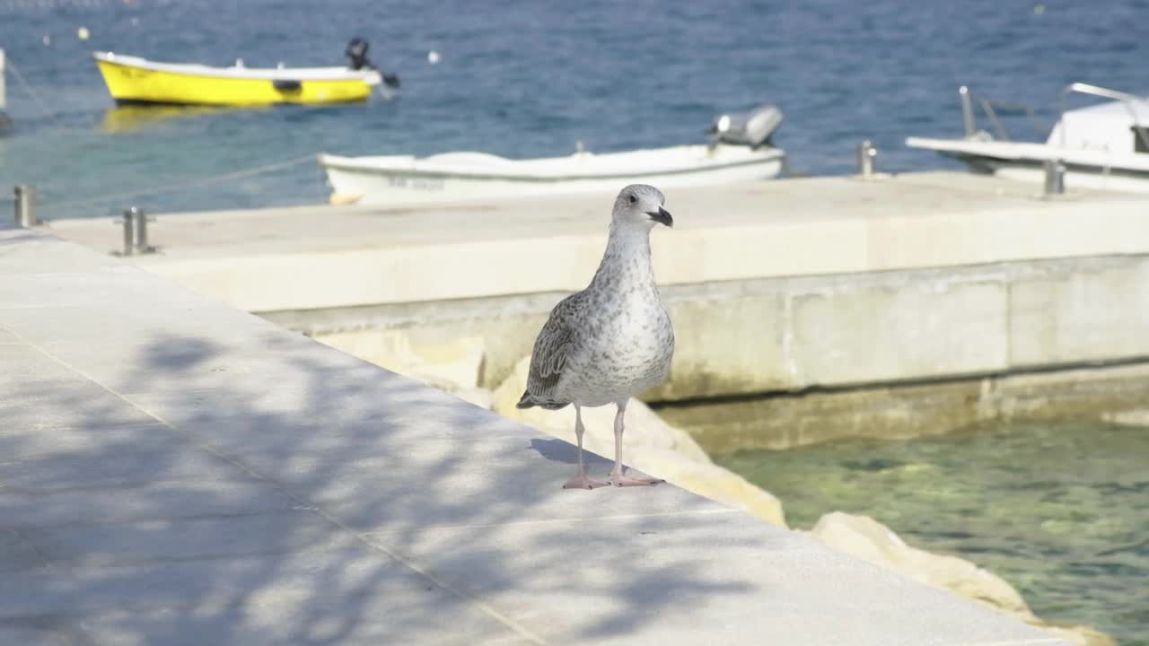 海鸥和海洋视频素材