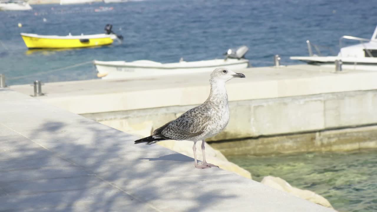 海鸥和海洋视频素材