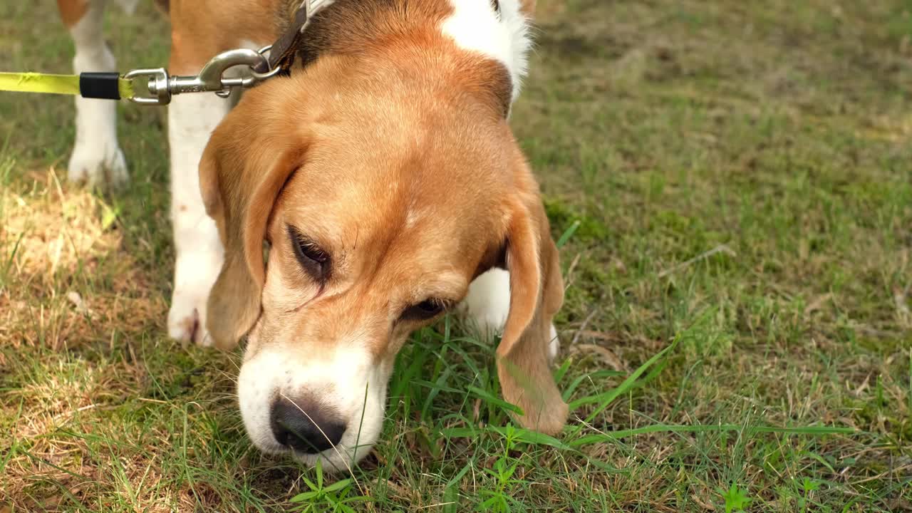 一只小猎犬品种的猎犬在公园里嗅着青草，吃着青草。视频素材