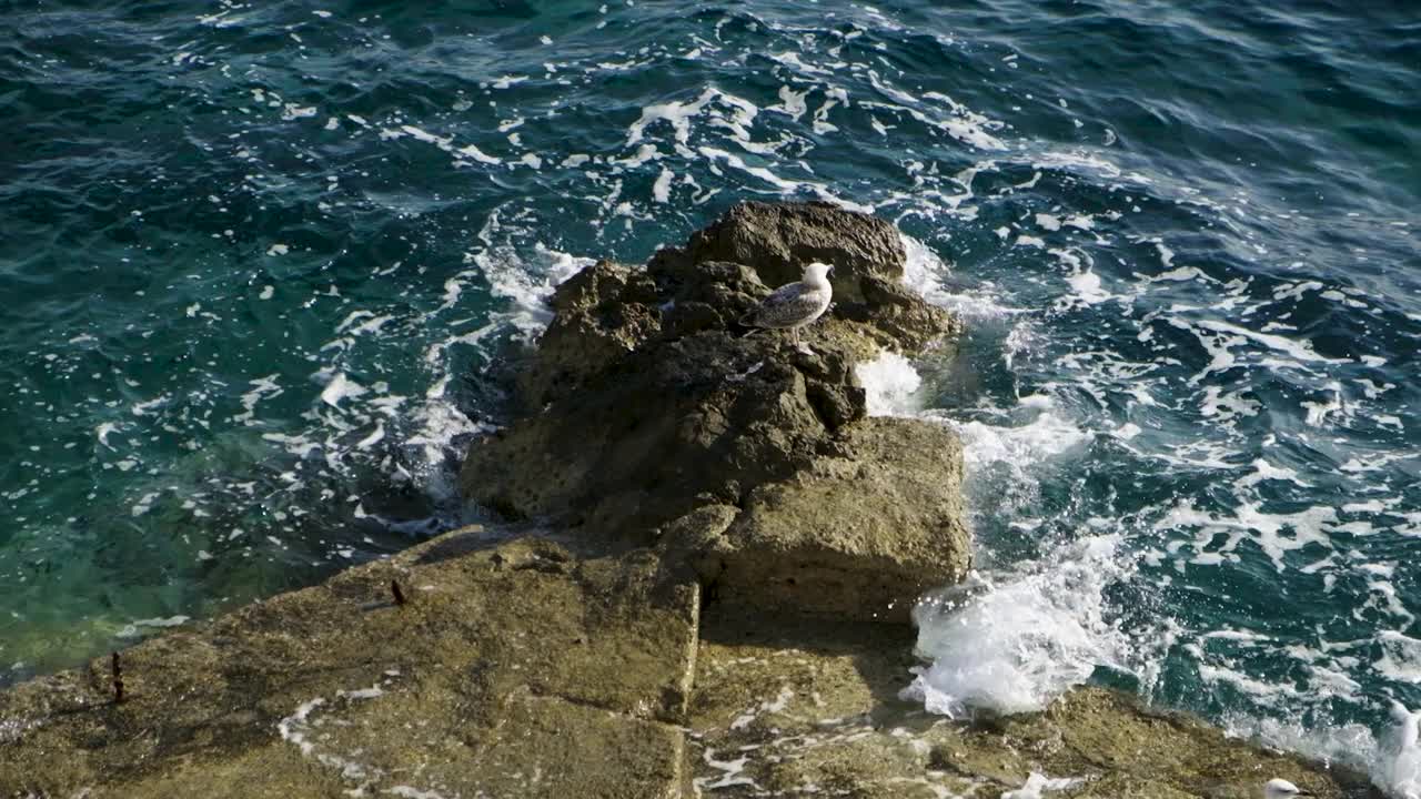 海鸥和海洋视频素材