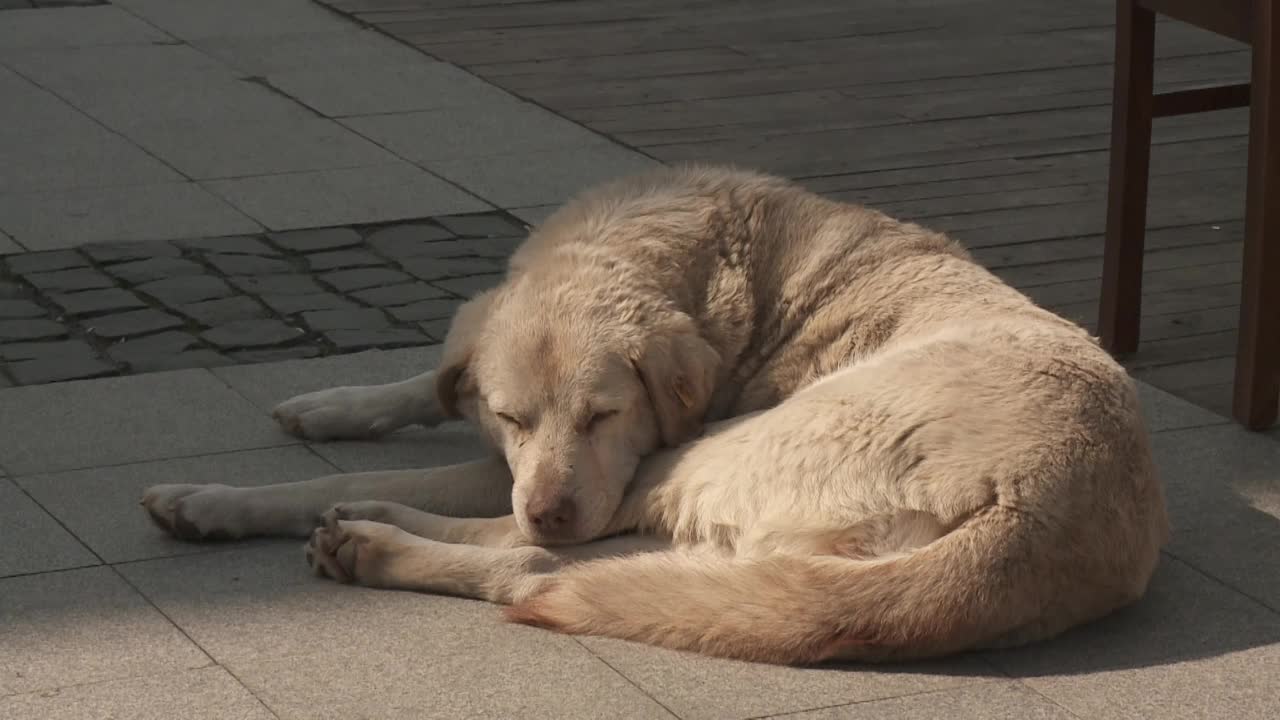 狗在街上打盹视频下载