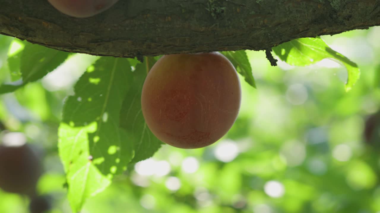 成熟的李子挂在树上。太阳光线背景上的紫色大李子。水果丰收的概念视频素材