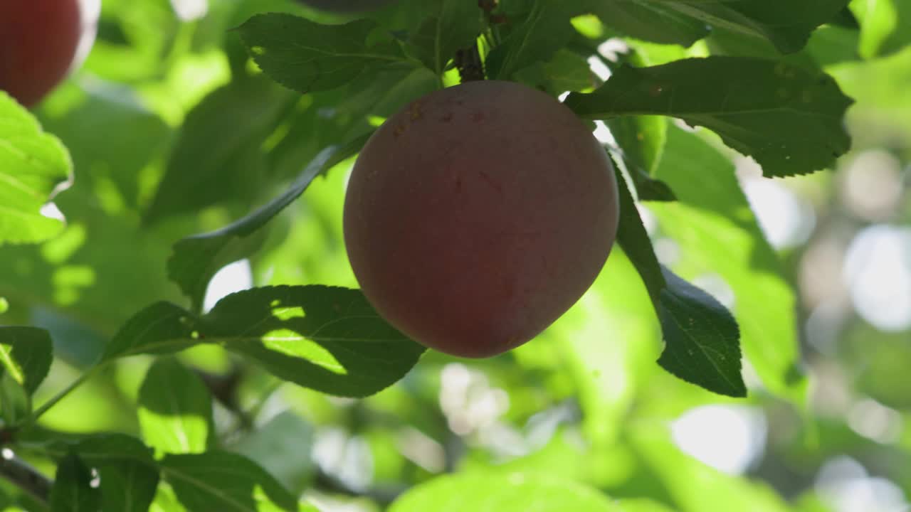 成熟的李子挂在树上。太阳光线背景上的紫色大李子。水果丰收的概念视频素材