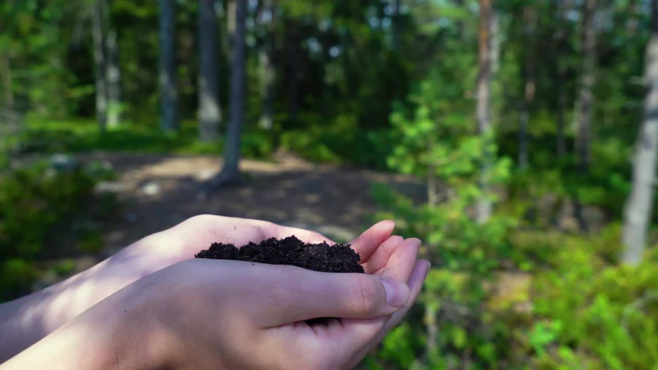 在森林的背景下，树从人类的手中发芽生长视频素材