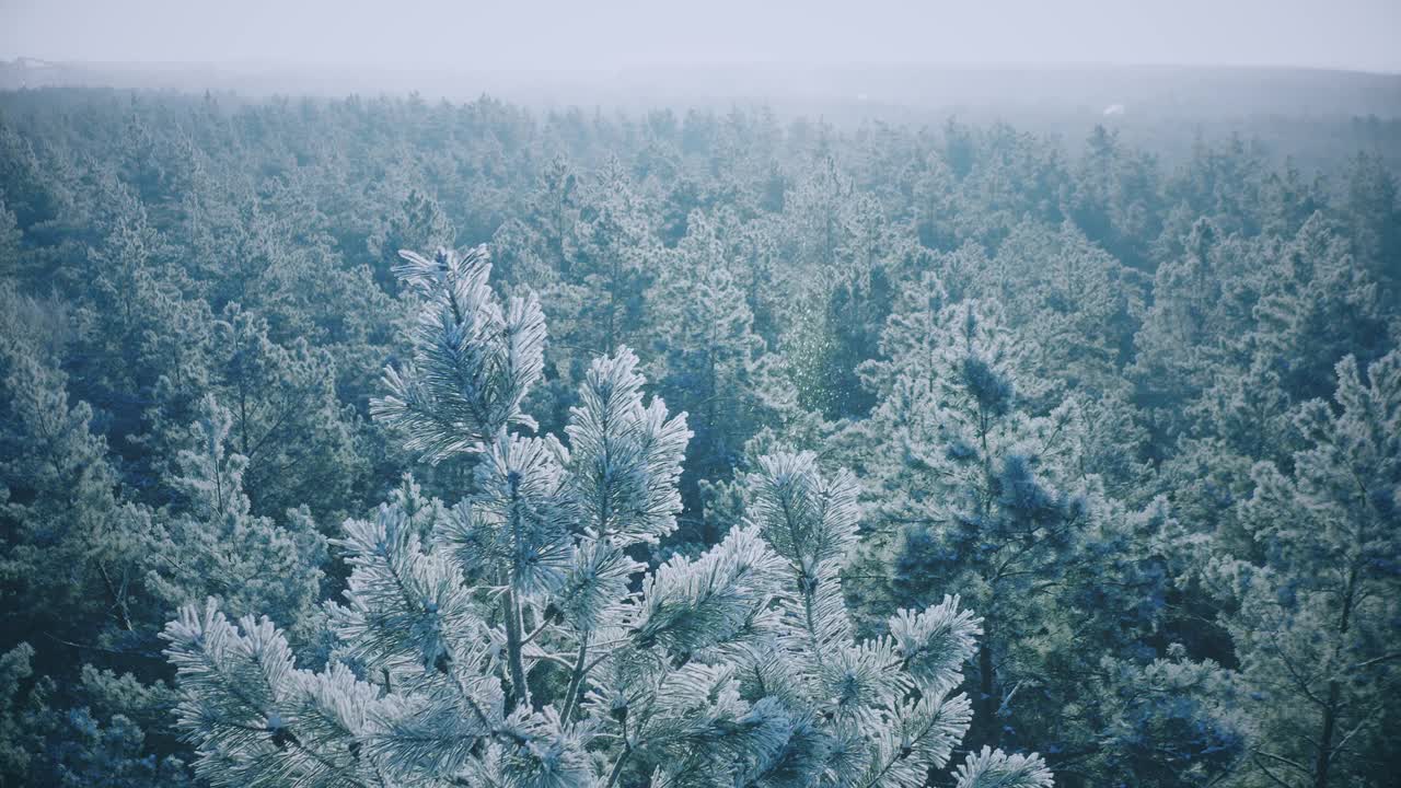 FullHD雪林在冬季霜冻日。蓝白霜。在雾蒙蒙的冰冻早晨俯瞰惊人的松树。日出日落太阳在冬季自然景观。公园霜林风景。高架视图视频素材