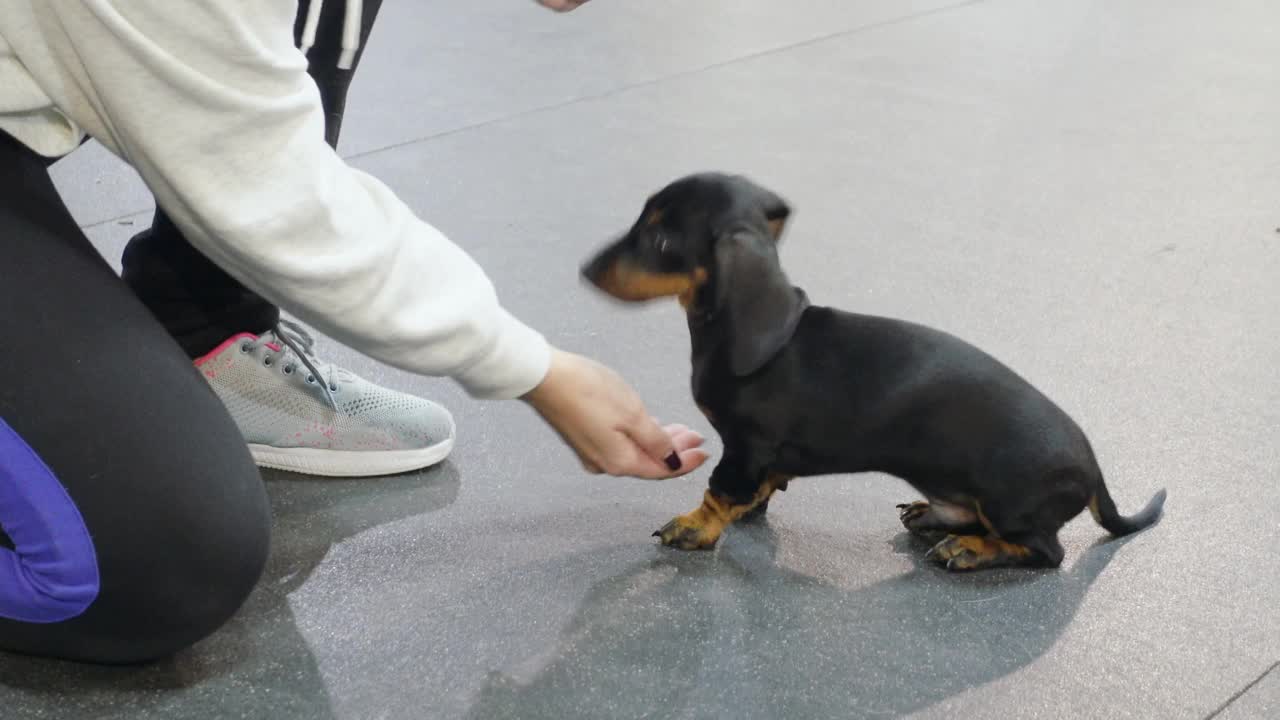 在狗馆里，白种人指导老师教可爱的听话的腊肠小狗给爪子。干燥的宠物零食奖励良好的行为，作为积极的强化视频素材