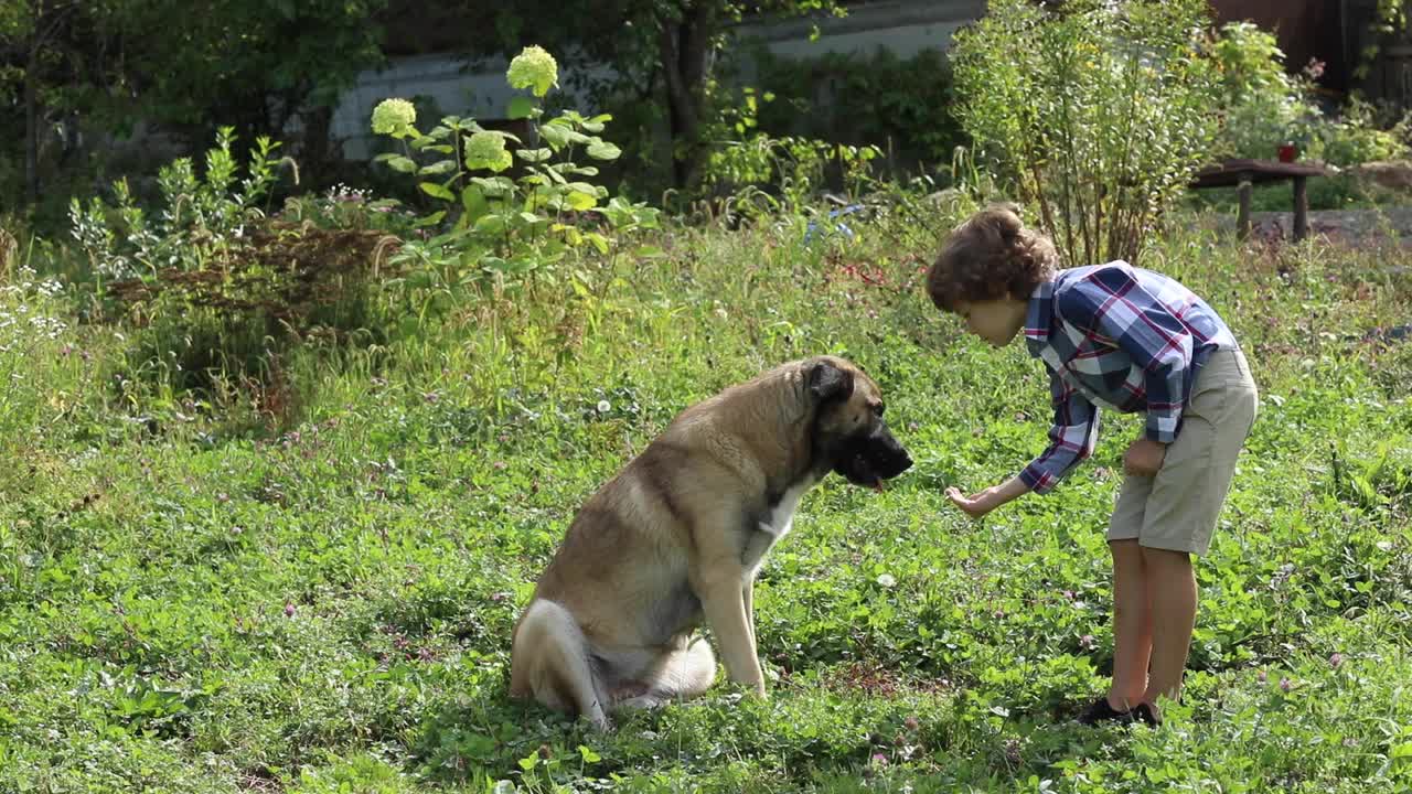 一个男孩在花园里训练一只大狗视频下载