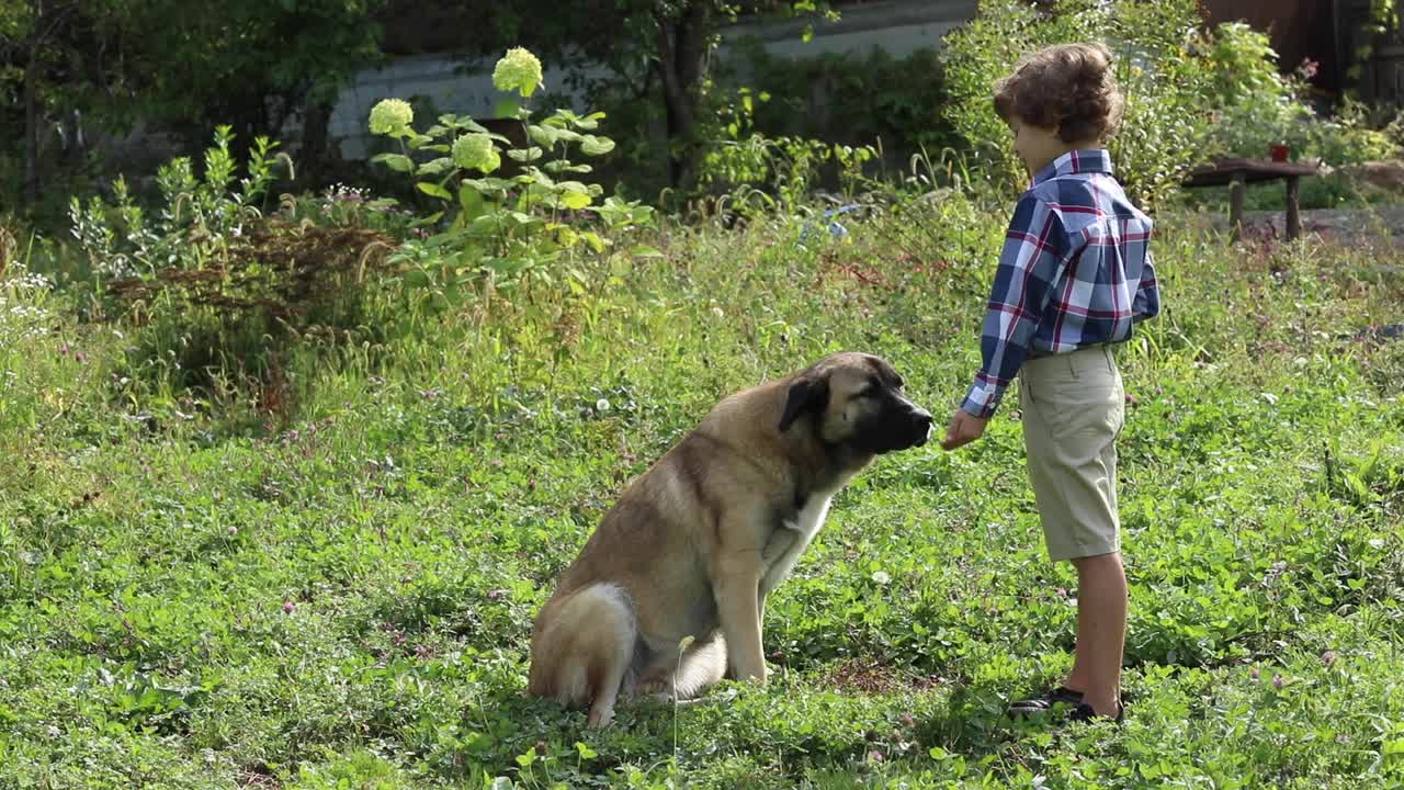 一个男孩在花园里训练一只大狗视频下载