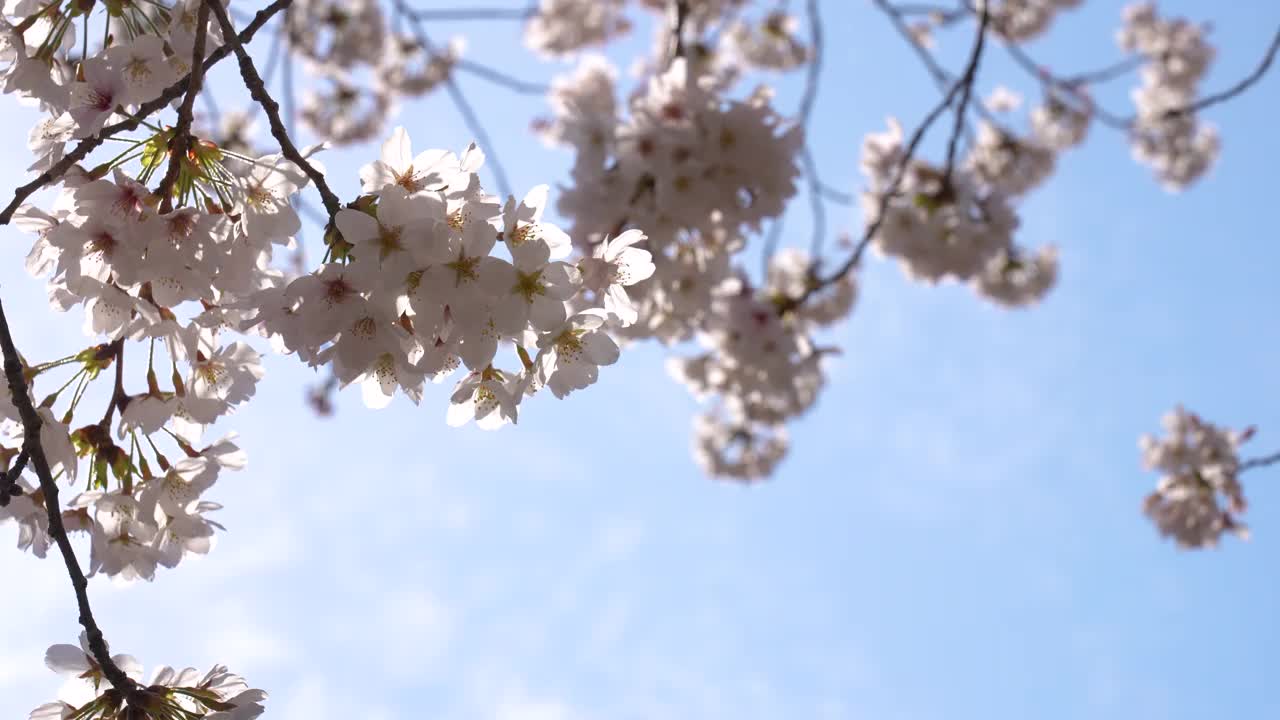 视频中，一枝盛开的樱花在风中摇曳。视频素材