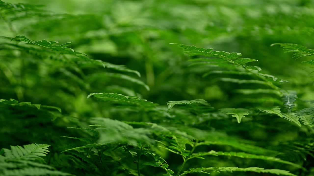 令人惊叹的野生森林植物阿夫基视频素材