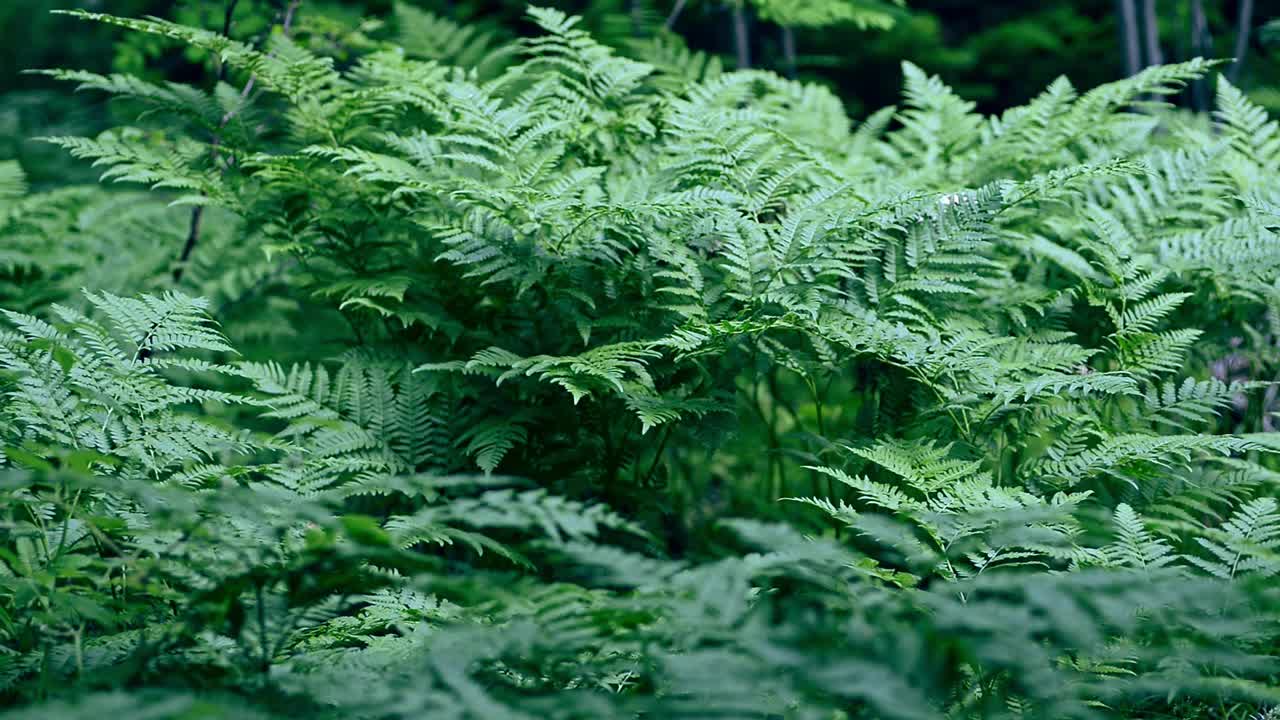 蕨类灌木生长在春天的木材惊人的野生森林植物Avki视频素材