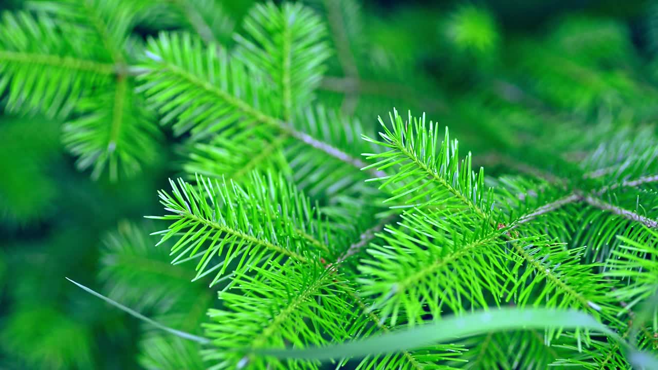 堪察加半岛植物园的绿色针叶树的特写。Avki视频素材