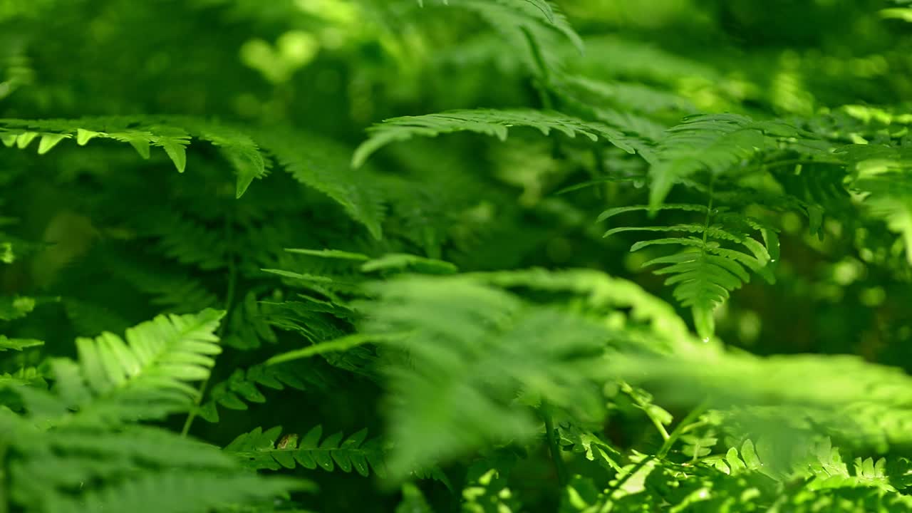 北方野生森林植物蕨类树叶在微风中摇曳视频素材