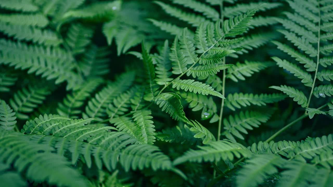 北方野生森林植物有花边，蕨类植物的叶子在春季木阿夫基视频素材