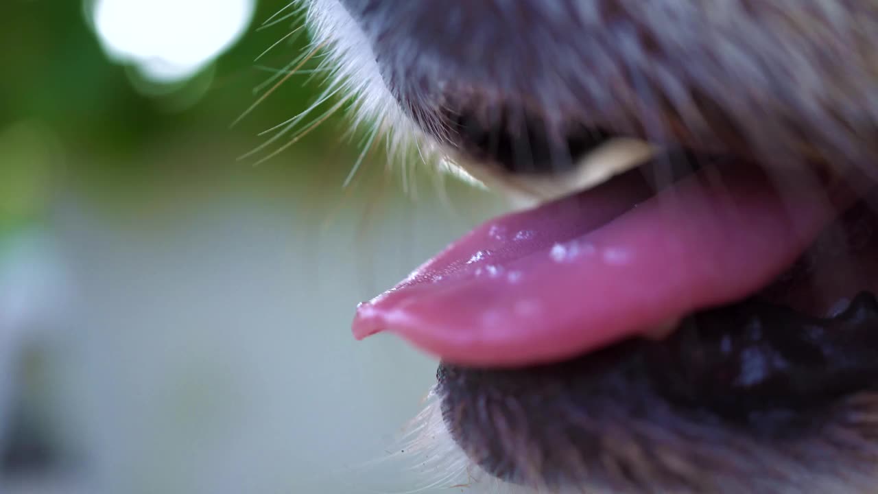 近距离观察口腔博美犬。视频素材