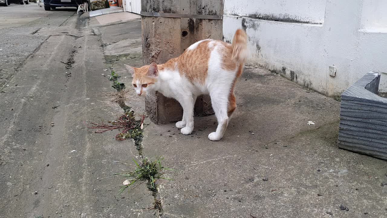 躺着的流浪猫视频素材