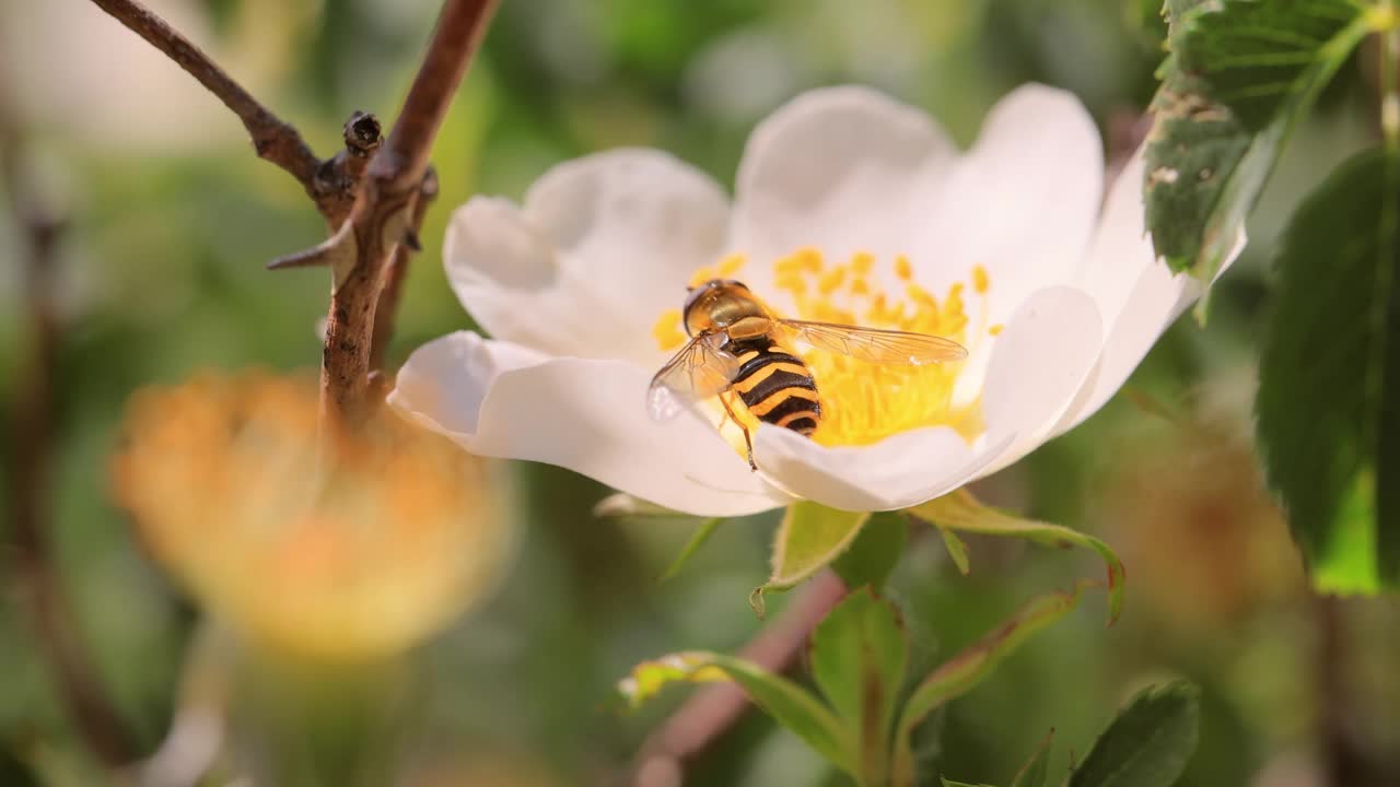 食蚜蝇、花蝇或食蚜蝇，昆虫科食蚜蝇。它们伪装成危险的昆虫黄蜂和蜜蜂。许多种类的成虫主要以花蜜和花粉为食。视频素材