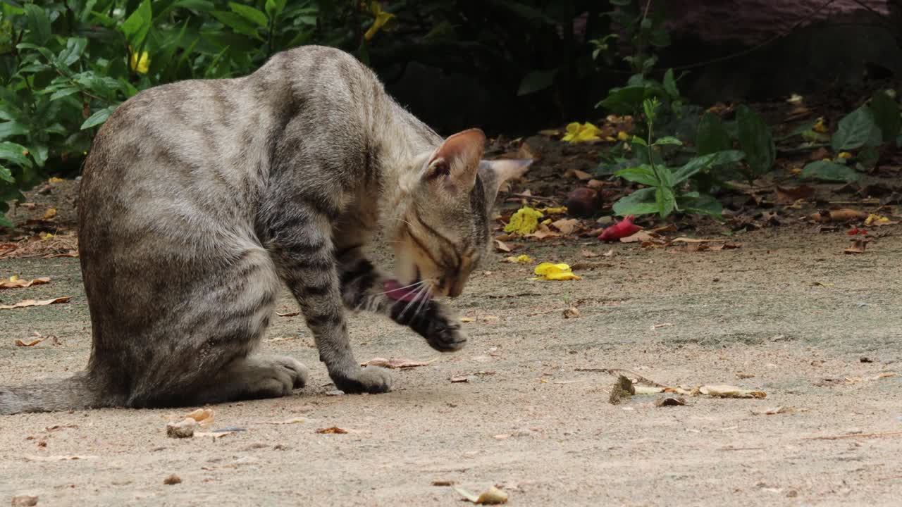 一只宠物虎斑猫坐在地上，用舌头清洁脚趾和指甲，一只宠物虎斑猫用舌头清洁脚趾视频素材