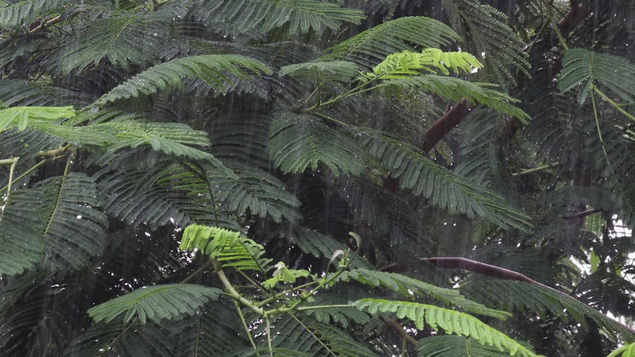 在季风季节，树枝和树叶在飓风的强风和雨水的作用下移动视频素材