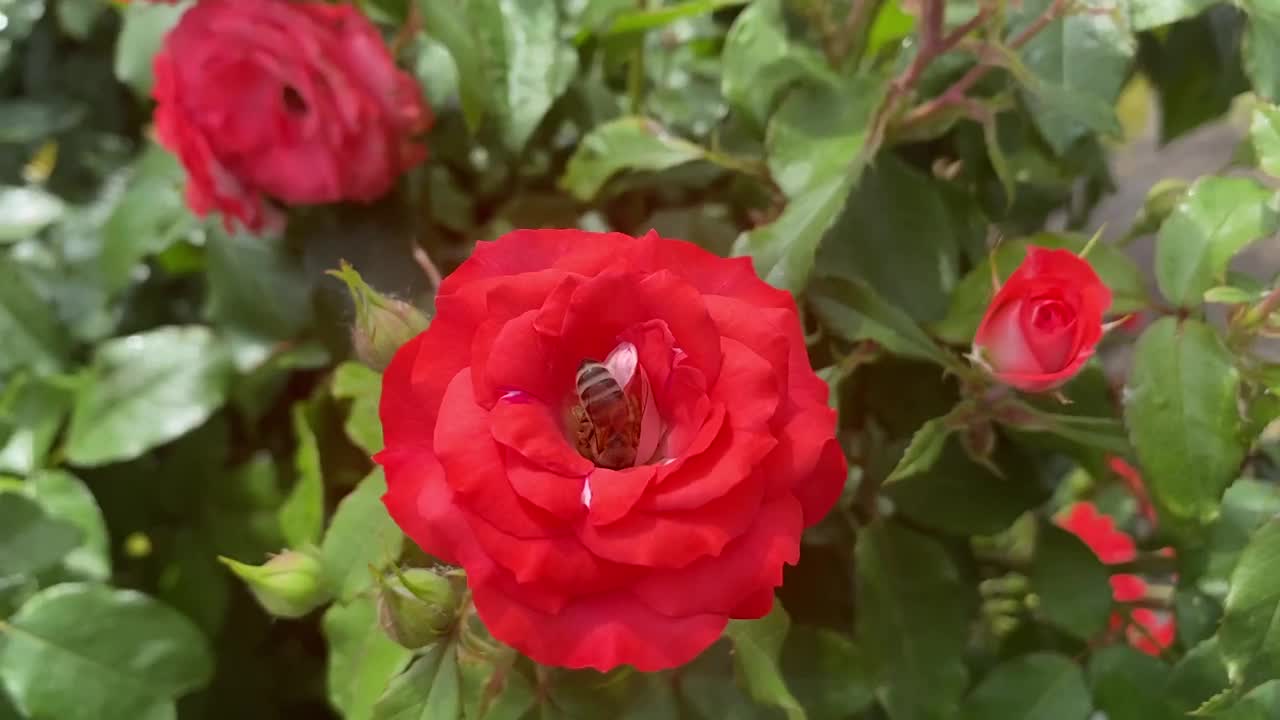 夏季花园里，一只蜜蜂在茂盛的玫瑰花上采集花蜜。视频素材