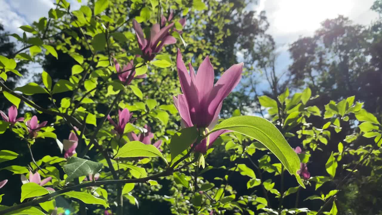 粉红色的木兰花在春天的花园里。美丽的紫色百合玉兰花盛开。白玉兰春天开花。视频素材