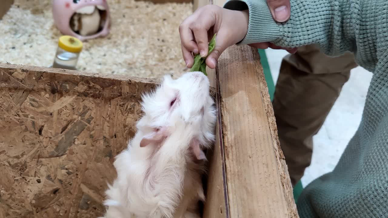 仓鼠视频素材